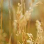 ロック、ストック＆トゥー・スモーキング・バレルズ